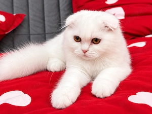 Pisicuță albă Scottish Fold Longhair, cu Pedigree