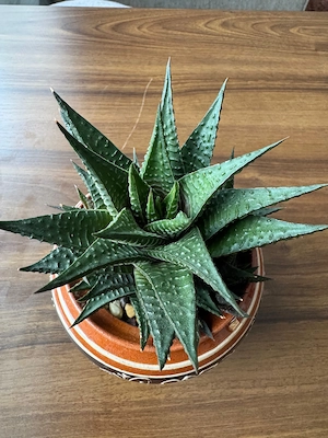 Plantă Suculentă Haworthia Limifolia (Fairy Washboard) + Ghiveci Lut Pictat