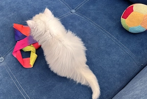 Pisicuță Scottish Straight Longhair, cu ochișori albaștri, Pedigree - 2 luni - imagine 4