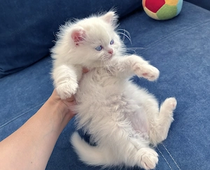 Pisicuță Scottish Straight Longhair, cu ochișori albaștri, Pedigree - 2 luni - imagine 3