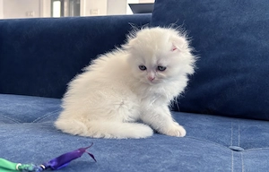 Motănel Scottish Fold Longhair, deține Pedigree. Vârsta 2 luni - imagine 4