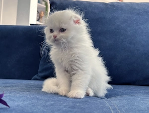 Motănel Scottish Fold Longhair, deține Pedigree. Vârsta 2 luni - imagine 3