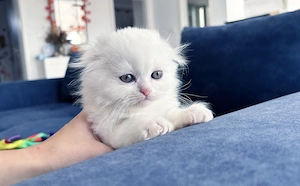 Motănel Scottish Fold Longhair, deține Pedigree. Vârsta 2 luni - imagine 2