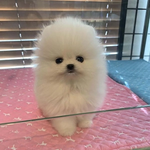 Pomeranian mini toy  - imagine 4