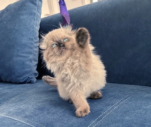 Pisicuță albă Scottish Fold, cu Pedigree - imagine 3