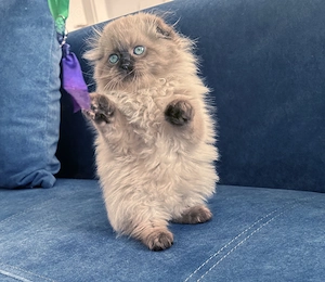 Pisicuță albă Scottish Fold, cu Pedigree - imagine 4