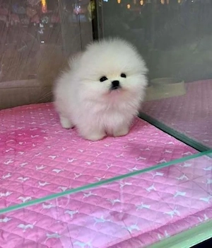 Pomeranian mini toy  - imagine 2
