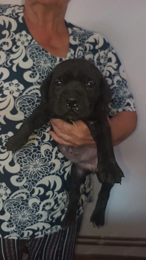 Cane Corso femela  - imagine 2