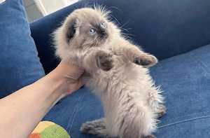 Pisicuță albă Scottish Fold, cu Pedigree - imagine 5