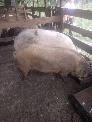 porci crescuți natural - imagine 2