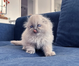 Pisicuță Scottish Fold Longhair, Blue-point de cea mai înaltă calitate. Pedigree. 2 luni - imagine 4