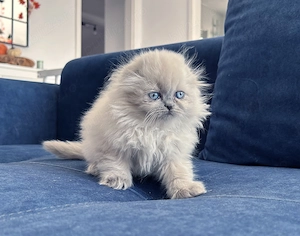 Pisicuță Scottish Fold Longhair, Blue-point de cea mai înaltă calitate. Pedigree. 2 luni - imagine 5