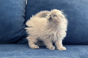 Pisicuță Scottish Fold Longhair, Blue-point de cea mai înaltă calitate. Pedigree. 2 luni - imagine 2