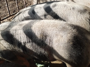 Porci de rasă pietrean cu vârsta 1an și 4 luni 