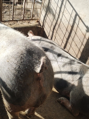 Porci de rasă pietrean cu vârsta 1an și 4 luni  - imagine 5