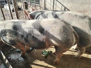 Porci de rasă pietrean cu vârsta 1an și 4 luni  - imagine 3