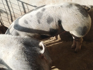 Porci de rasă pietrean cu vârsta 1an și 4 luni  - imagine 4