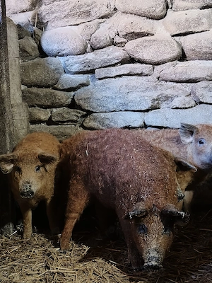 vierusi si scrofite mangalita 