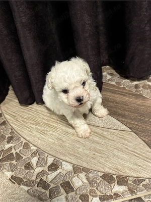  Pui bichon maltez - imagine 3