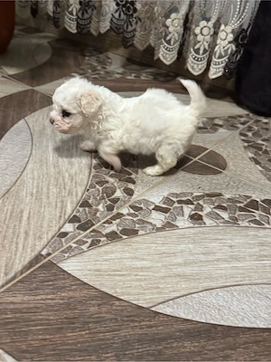  Pui bichon maltez - imagine 4