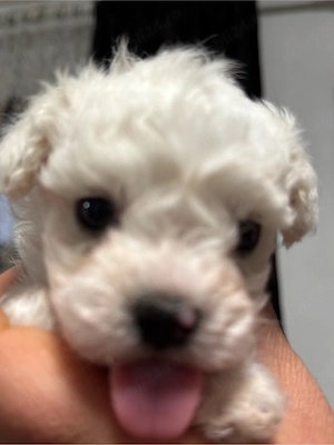  Pui bichon maltez