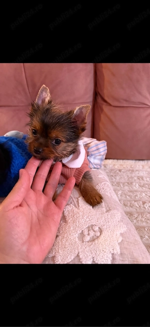yorkshire terrier golden - imagine 2