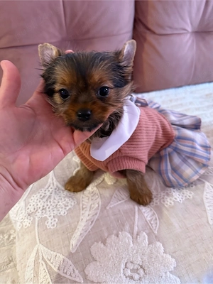yorkshire terrier golden