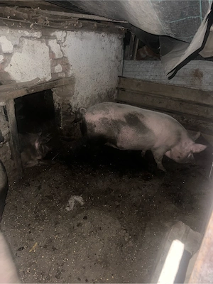 Vand porci de carne  - imagine 4