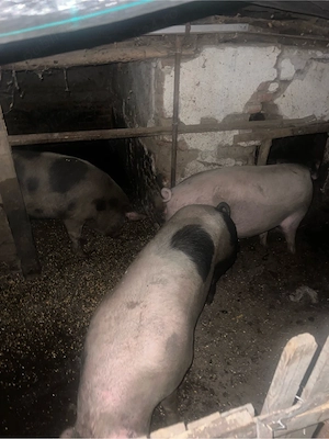 Vand porci de carne  - imagine 3
