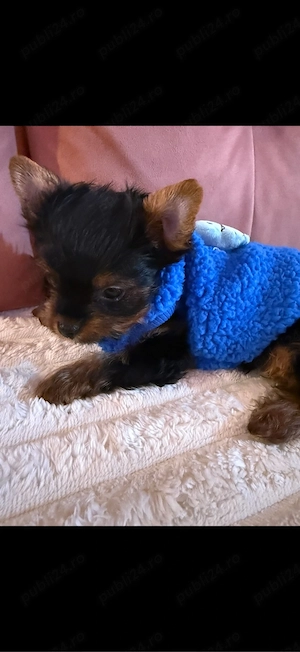 yorkshire terrier clasic - imagine 2