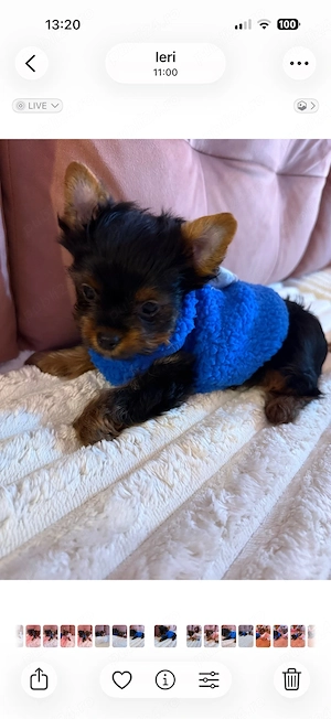 yorkshire terrier clasic - imagine 3