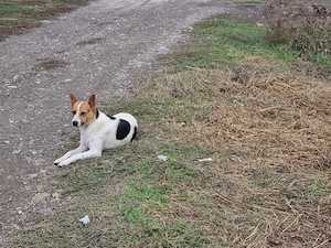 4 catelusi metis Fox Terrier pentru adoptie