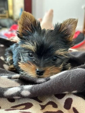 Asigur transport !!! Vand pui Yorkshire Terrier mascul si femela !!! - imagine 2