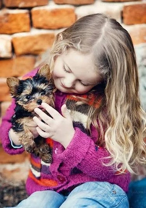 Asigur transport !!! Vand pui Yorkshire Terrier mascul si femela !!!