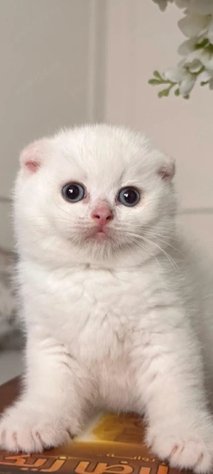 scottish fold alb!!!