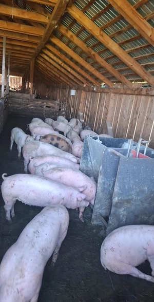 Porci 12 lei kg