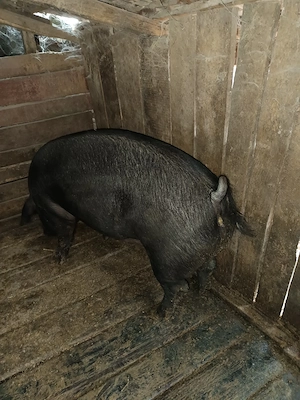 Vând porc gras - imagine 4