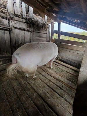 Vând porc gras - imagine 2