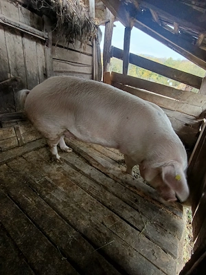 Vând porc gras