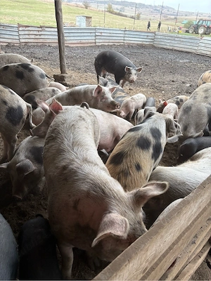 vînd porci de casă