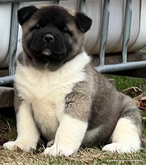 american akita  - imagine 4