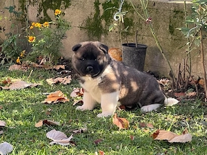 american akita  - imagine 3