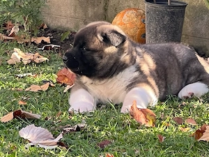american akita  - imagine 2