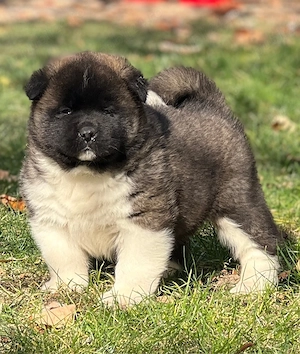 american akita  - imagine 5