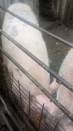 Porc de vânzare 