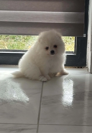 Pomeranian mini toy