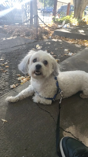 Bichon Maltez- caut mireasă  - imagine 4