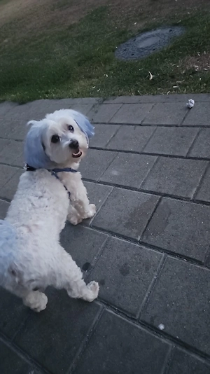 Bichon Maltez- caut mireasă 