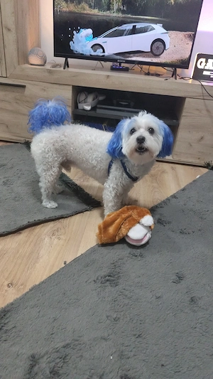 Bichon Maltez- caut mireasă  - imagine 5