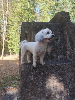 Bichon Maltez- caut mireasă  - imagine 3